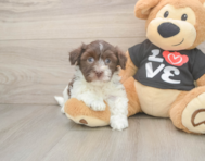 5 week old Havanese Puppy For Sale - Premier Pups