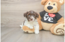 Popular Havanese Baby