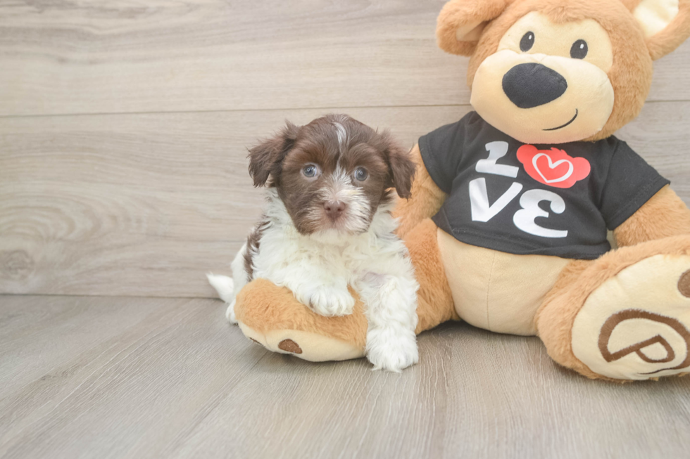 Popular Havanese Baby