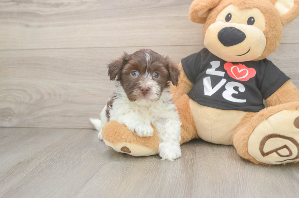 5 week old Havanese Puppy For Sale - Premier Pups