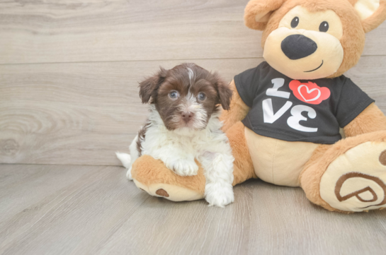Popular Havanese Baby