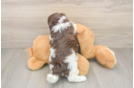 Small Havanese Purebred Pup