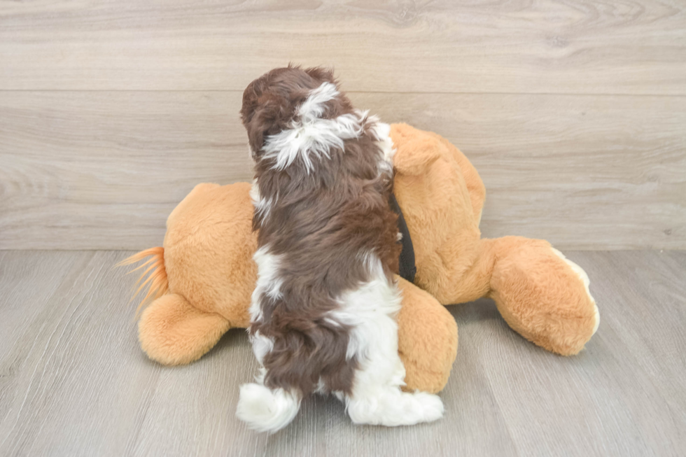 Small Havanese Purebred Pup