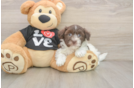 Friendly Havanese Baby
