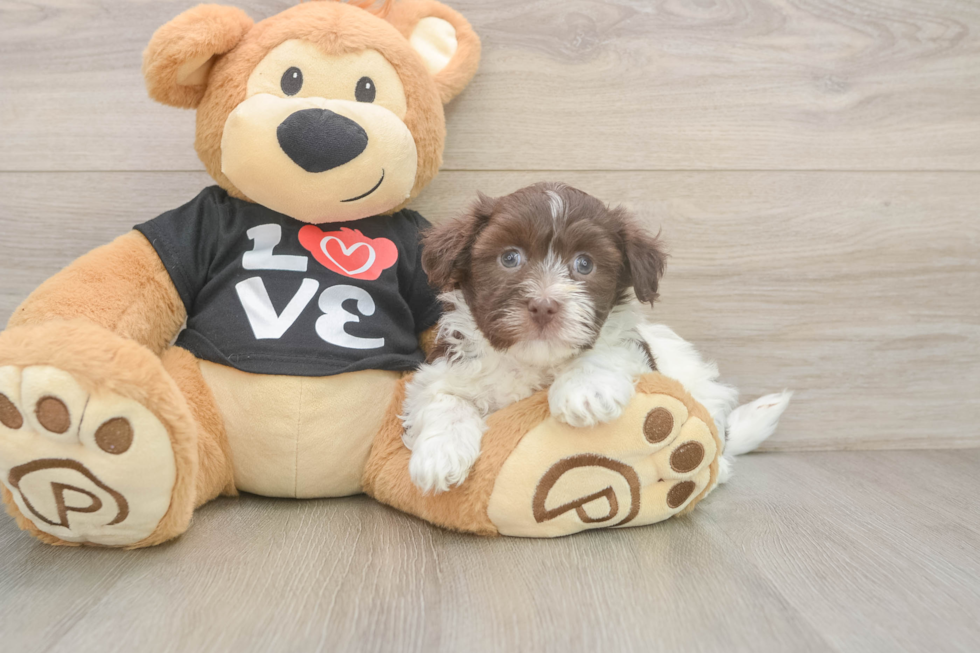 Friendly Havanese Baby