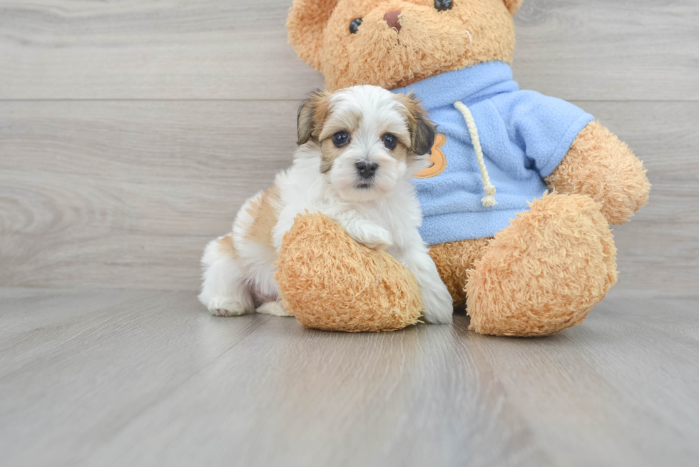 Best Havanese Baby