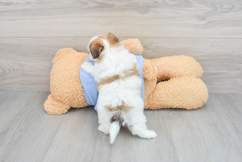 Playful Havanese Purebred Pup