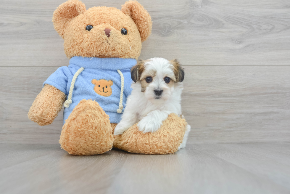 Havanese Pup Being Cute