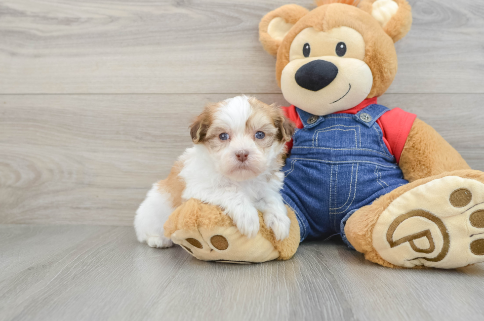 5 week old Havanese Puppy For Sale - Premier Pups