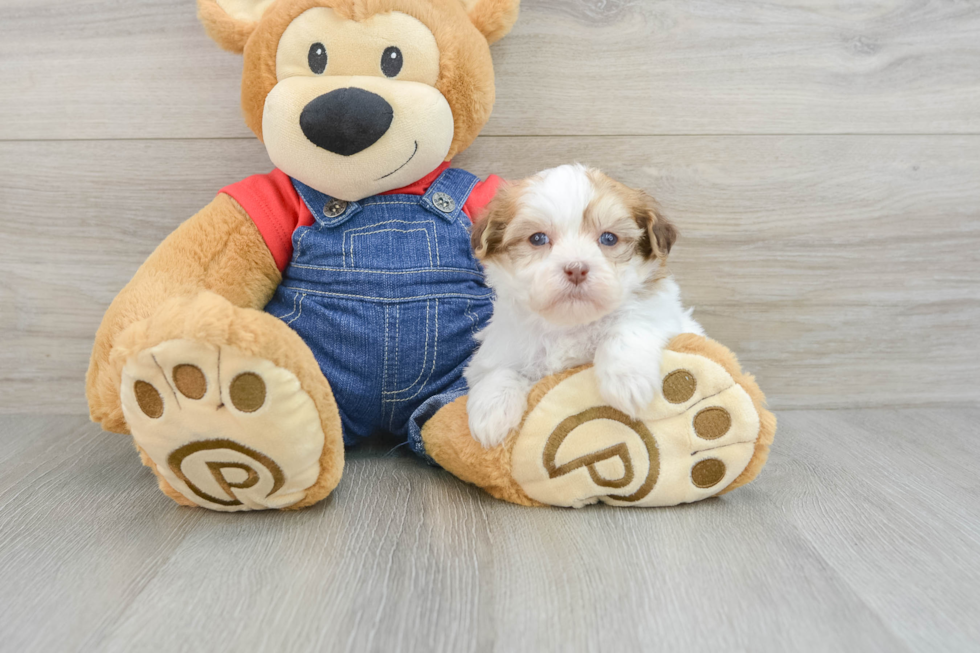 Hypoallergenic Havanese Purebred Pup