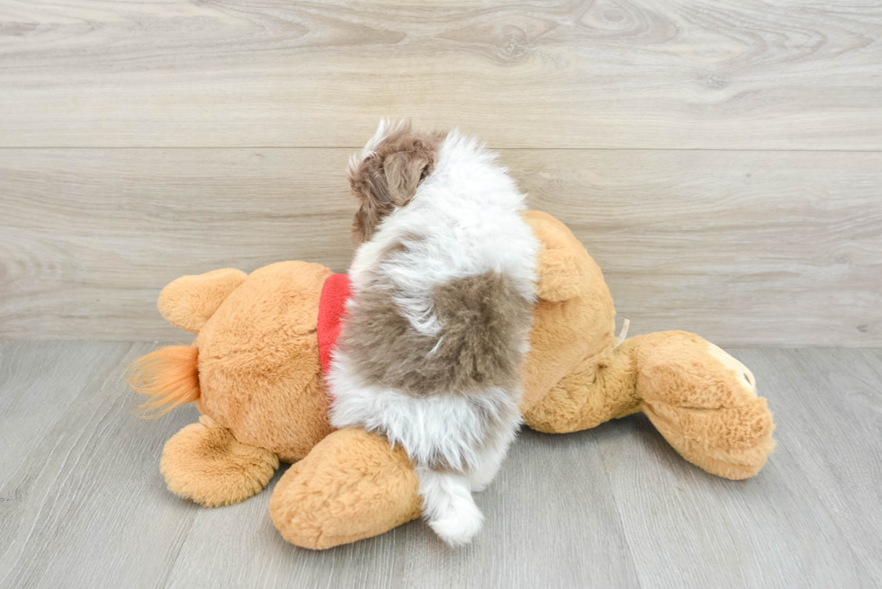 Playful Havanese Purebred Pup