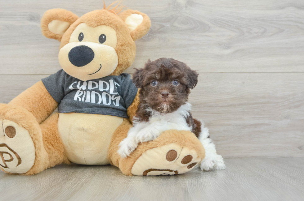 6 week old Havanese Puppy For Sale - Premier Pups