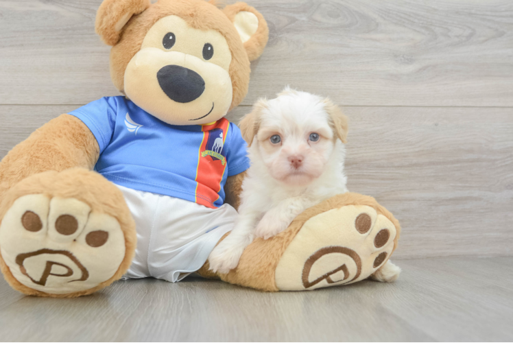 Havanese Puppy for Adoption