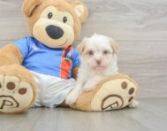 7 week old Havanese Puppy For Sale - Premier Pups