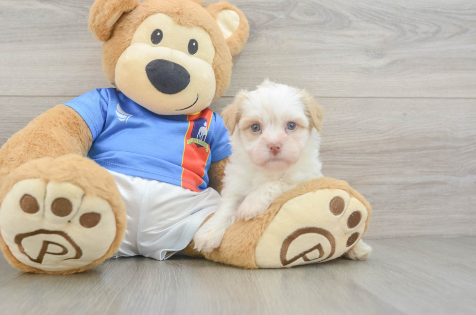 6 week old Havanese Puppy For Sale - Premier Pups