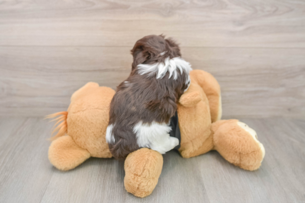 Sweet Bichon Habanero Purebred Puppy