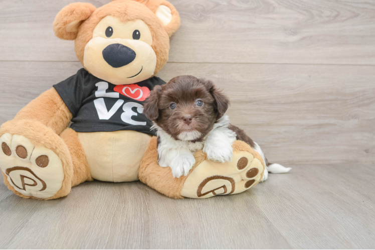 Friendly Havanese Purebred Pup