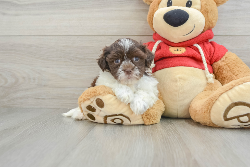 Little Havanese Purebred Pup