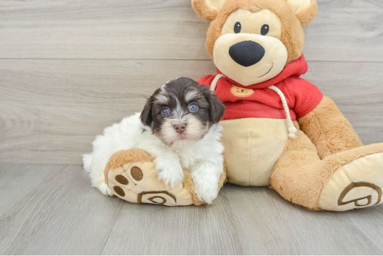 Small Havanese Baby