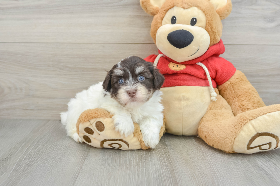 Small Havanese Baby