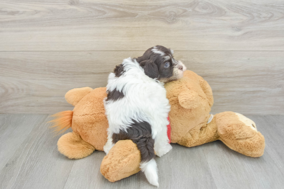 Havanese Pup Being Cute