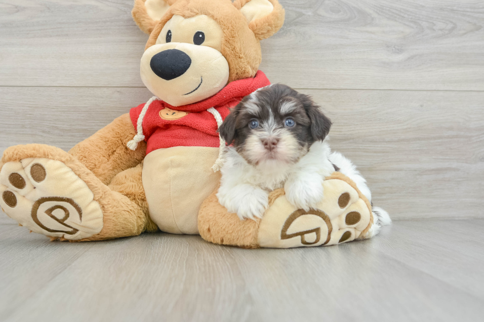 Friendly Havanese Baby