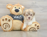 8 week old Havanese Puppy For Sale - Premier Pups
