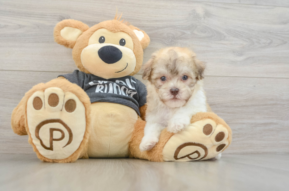 6 week old Havanese Puppy For Sale - Premier Pups