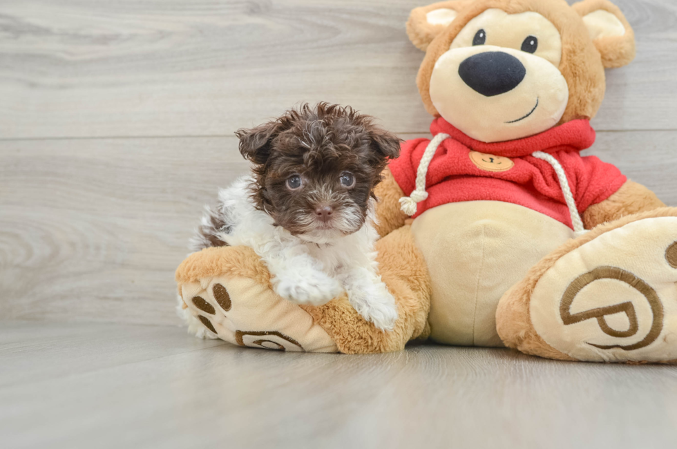 6 week old Havanese Puppy For Sale - Premier Pups