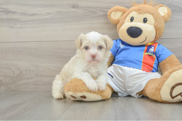 Best Havanese Baby