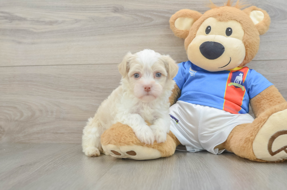 6 week old Havanese Puppy For Sale - Premier Pups