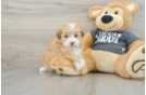 Havanese Pup Being Cute