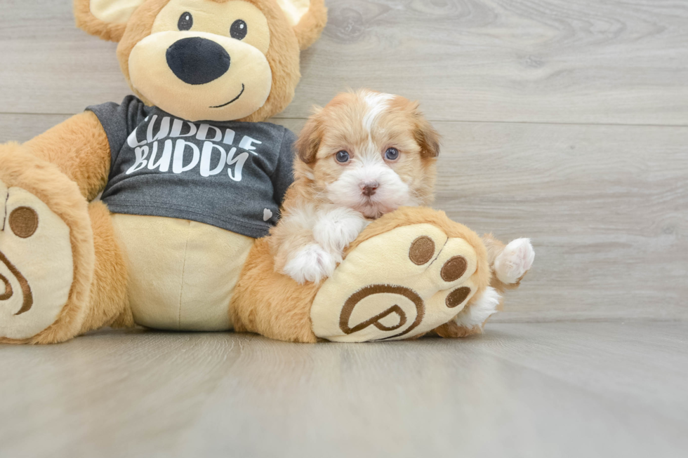 Friendly Havanese Purebred Pup