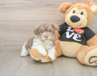 9 week old Havanese Puppy For Sale - Premier Pups