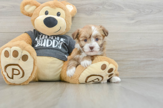 Fluffy Havanese Cuban Bichon Purebred Puppy