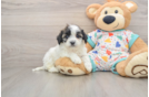 Havanese Puppy for Adoption