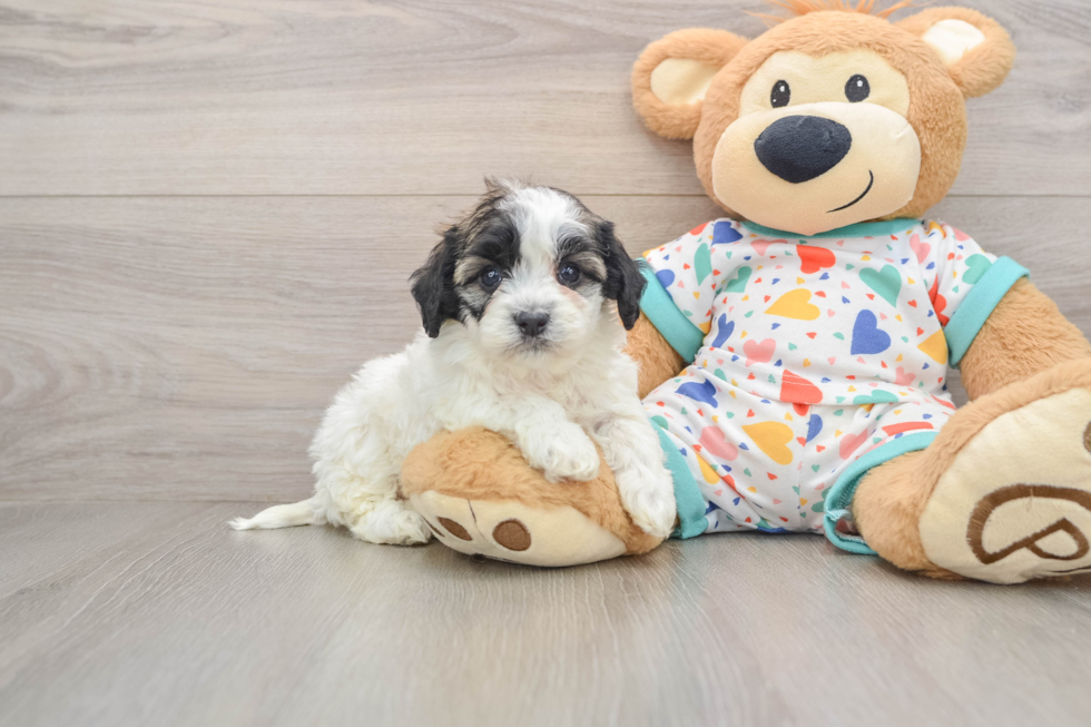 Havanese Puppy for Adoption