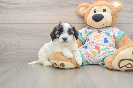 Havanese Puppy for Adoption