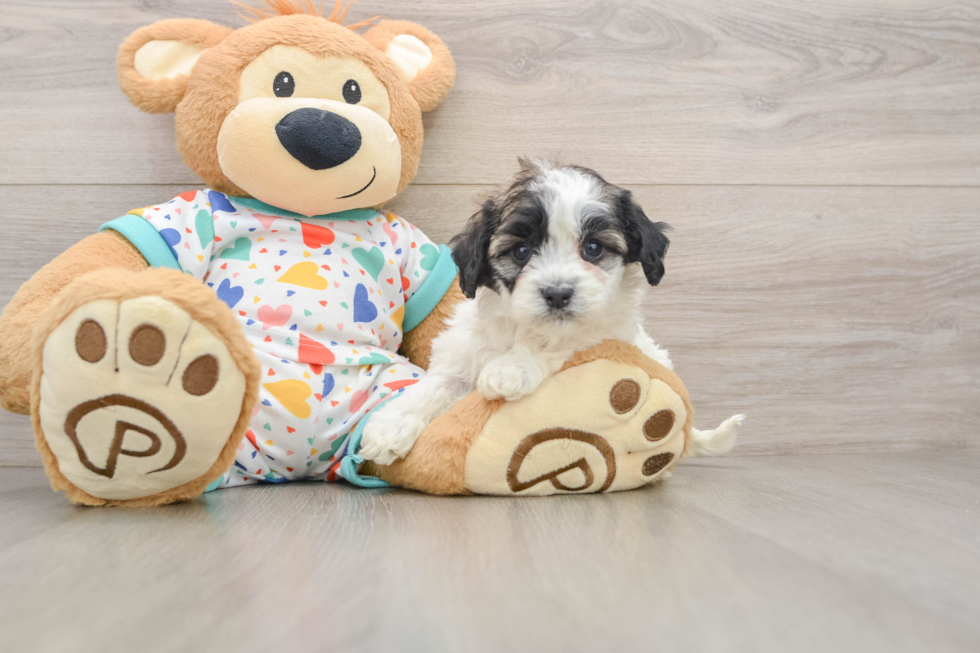 Havanese Pup Being Cute