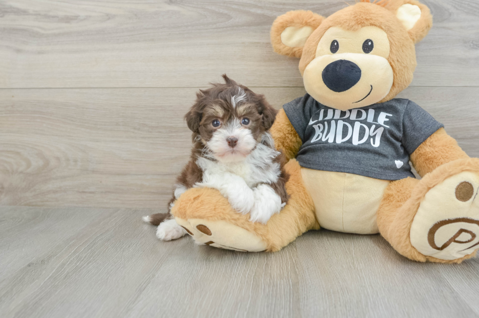 5 week old Havanese Puppy For Sale - Premier Pups