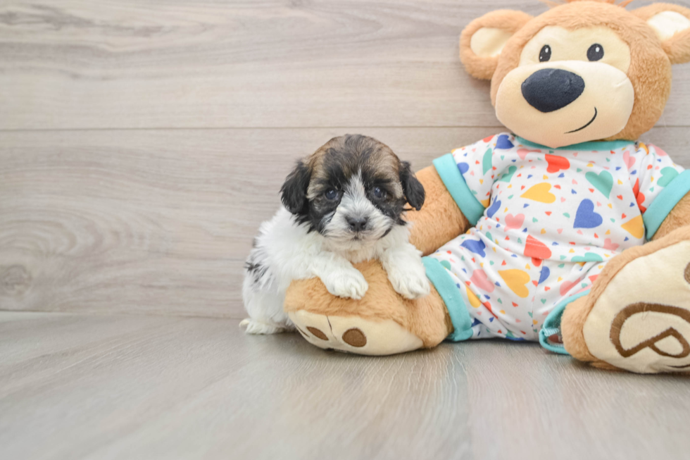 Havanese Pup Being Cute