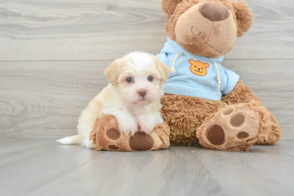 Akc Registered Havanese Purebred Pup