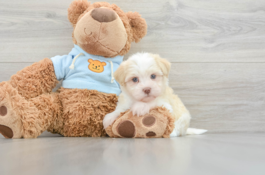 Cute Havanese Purebred Puppy