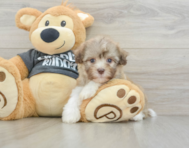 8 week old Havanese Puppy For Sale - Premier Pups