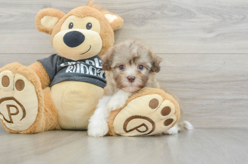 6 week old Havanese Puppy For Sale - Premier Pups