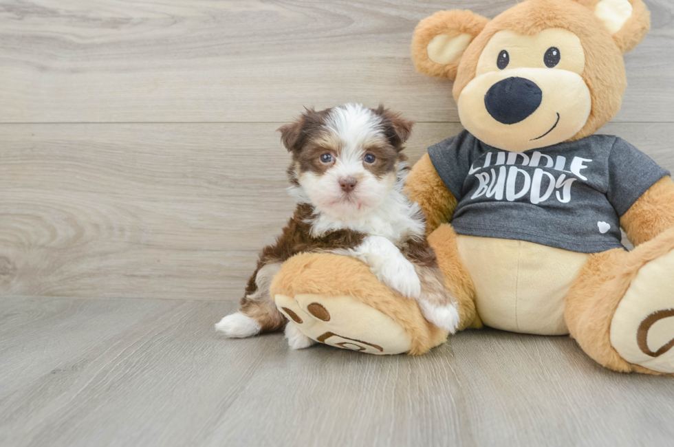 5 week old Havanese Puppy For Sale - Premier Pups