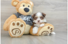 Havanese Puppy for Adoption