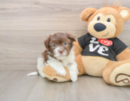 7 week old Havanese Puppy For Sale - Premier Pups
