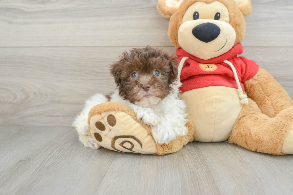 Havanese Pup Being Cute