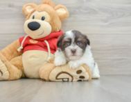 8 week old Havanese Puppy For Sale - Premier Pups